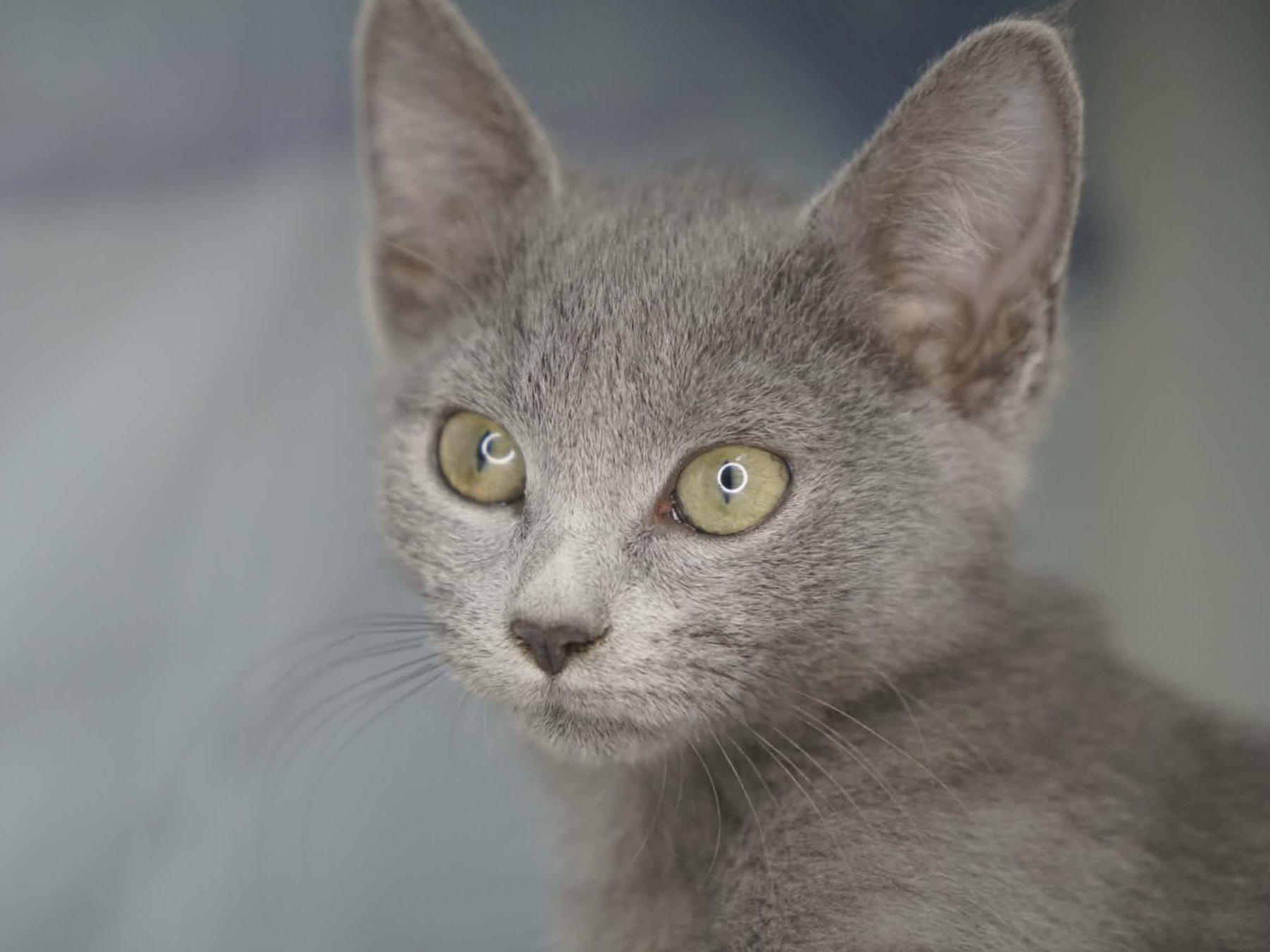 Peeper, Adopted, Kitten Female Domestic Short Hair.