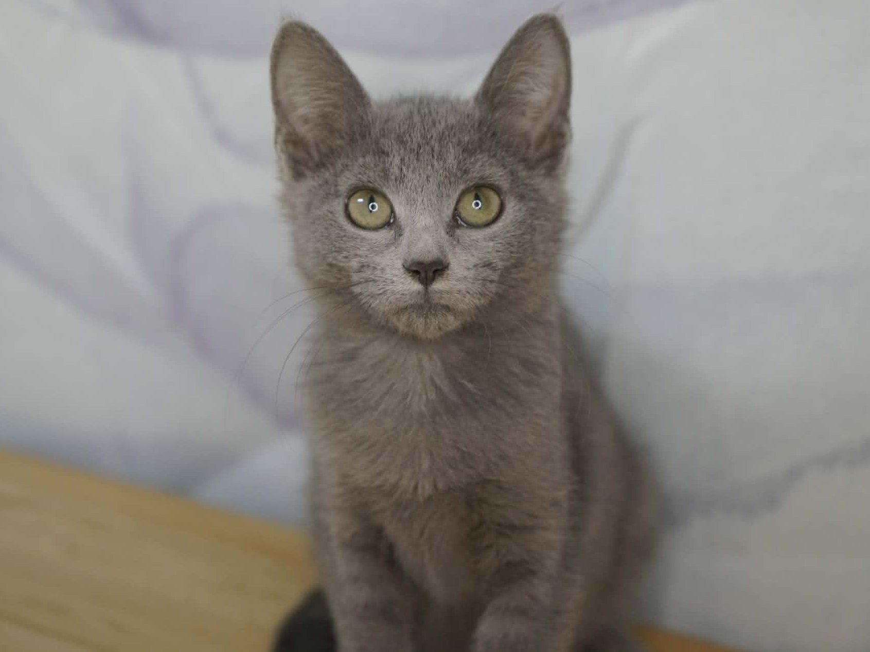 Enlarge Peeper, a Adopted mixed breed in Republic, WA image 5/6