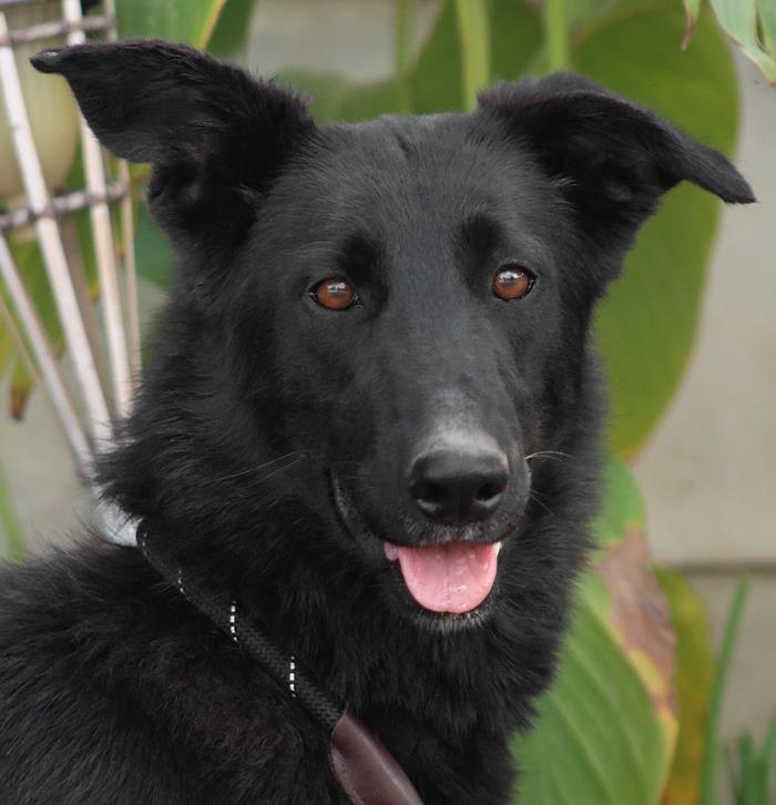Meg March (Courtesy Post) - Adopt Me!, Adoptable, Adult Female Shepherd & Border Collie.