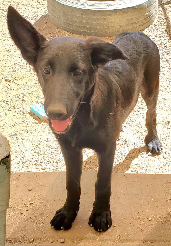Enlarge Meg March (Courtesy Post) - Adopt Me!, a Adoptable mixed breed in Lake Forest, CA image 2/6