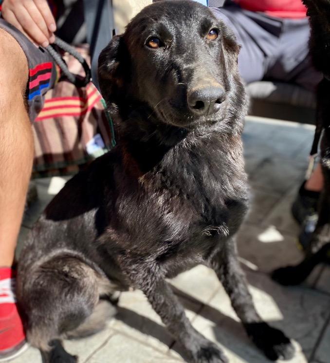 Enlarge Meg March (Courtesy Post) - Adopt Me!, a Adoptable mixed breed in Lake Forest, CA image 3/6