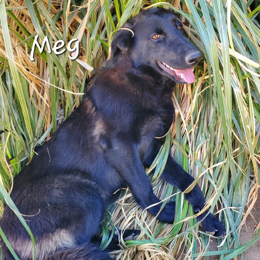 Enlarge Meg March (Courtesy Post) - Adopt Me!, a Adoptable mixed breed in Lake Forest, CA image 4/6