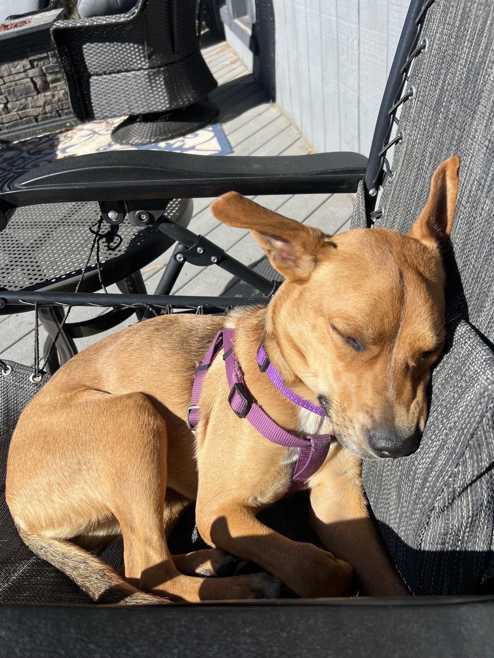 Dreamy, Adoptable, Young Female Black Mouth Cur & Labrador Retriever.