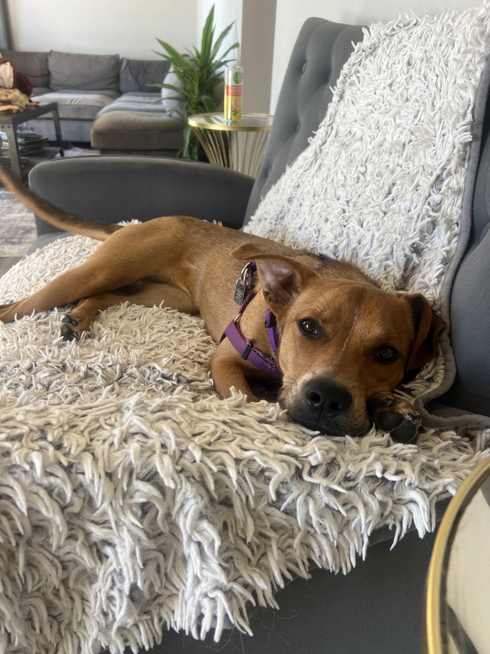 Dreamy, a Adoptable mixed breed in Evergreen, CO image 2/3