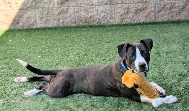 Enlarge SPROUT, a Adoptable mixed breed in Moreno Valley, CA image 1/1
