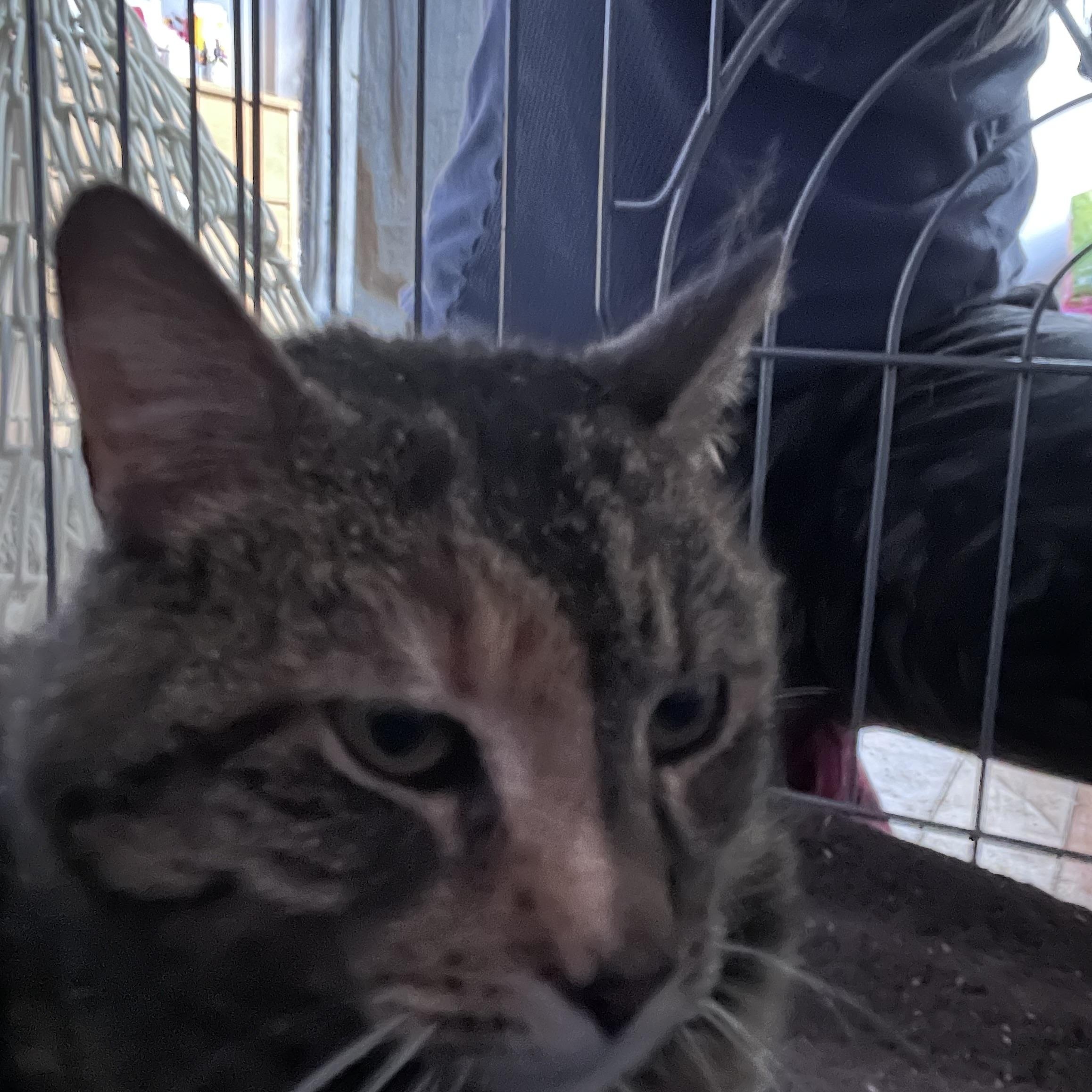 Enlarge Elsa, a ADOPTABLE Torbie in Newark valley, NY image 1/3