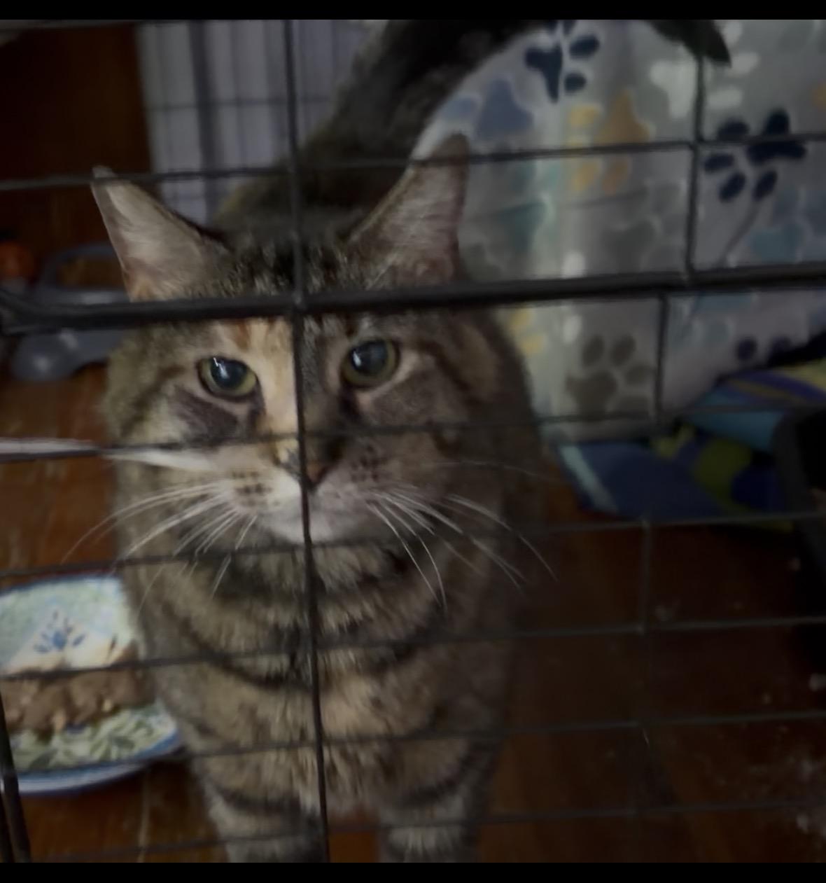 Elsa, ADOPTABLE, Young Female Torbie.