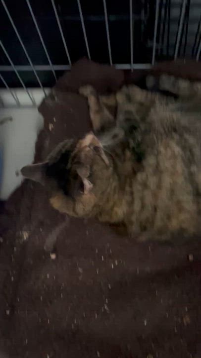 Enlarge Elsa, a ADOPTABLE Torbie in Newark valley, NY video 2/3