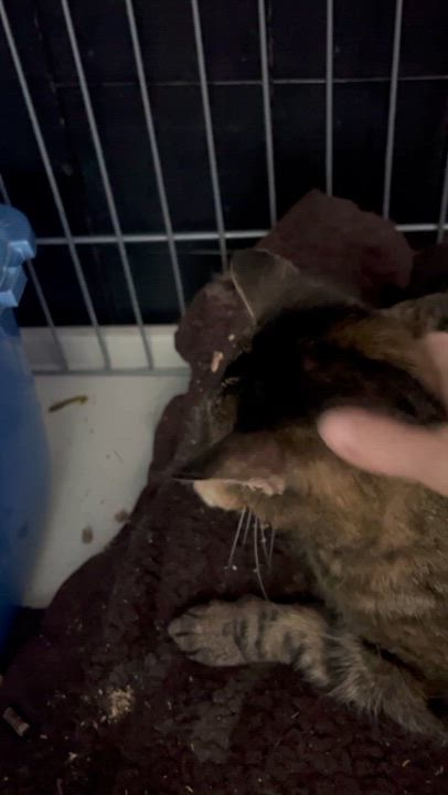 Enlarge Elsa, a ADOPTABLE Torbie in Newark valley, NY video 3/3