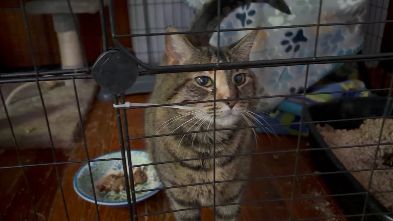 Enlarge Elsa, a ADOPTABLE Torbie in Newark valley, NY video 4/4