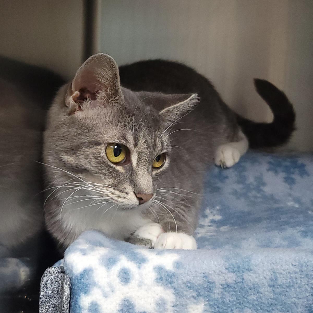 Silverstream, Adoptable, Adult Female Domestic Short Hair.