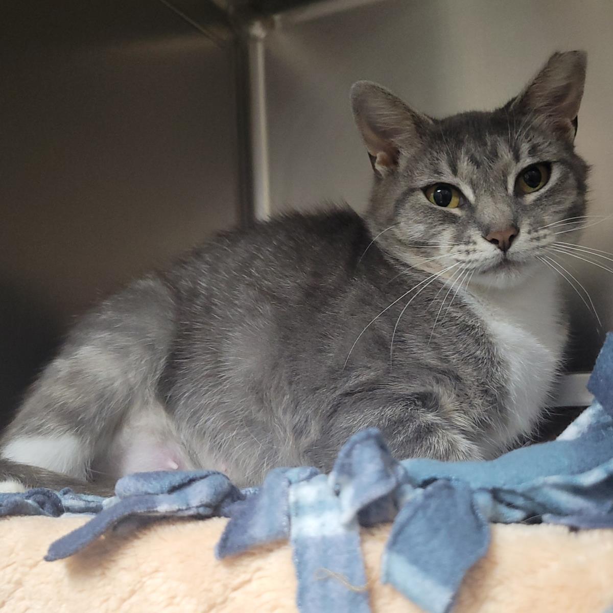 Silverstream, a Adoptable Domestic Short Hair in Plover, WI image 2/3