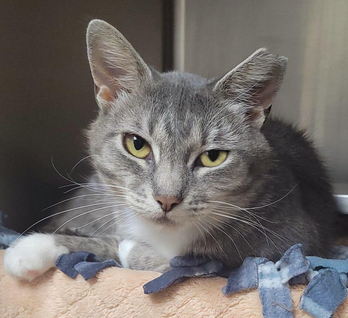 Silverstream, a Adoptable Domestic Short Hair in Plover, WI image 3/3