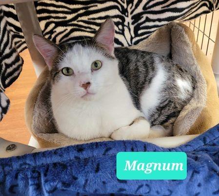 Magnum, Adoptable, Adult Male Domestic Short Hair.
