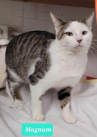 Magnum, Adoptable, Adult Male Domestic Short Hair.