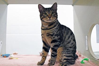 Enlarge David, a Adoptable mixed breed in Scotia, NY image 1/3