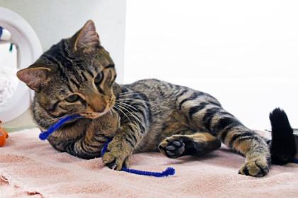 Enlarge David, a Adoptable mixed breed in Scotia, NY image 2/3