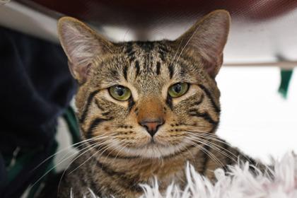 Enlarge David, a Adoptable mixed breed in Scotia, NY image 3/3
