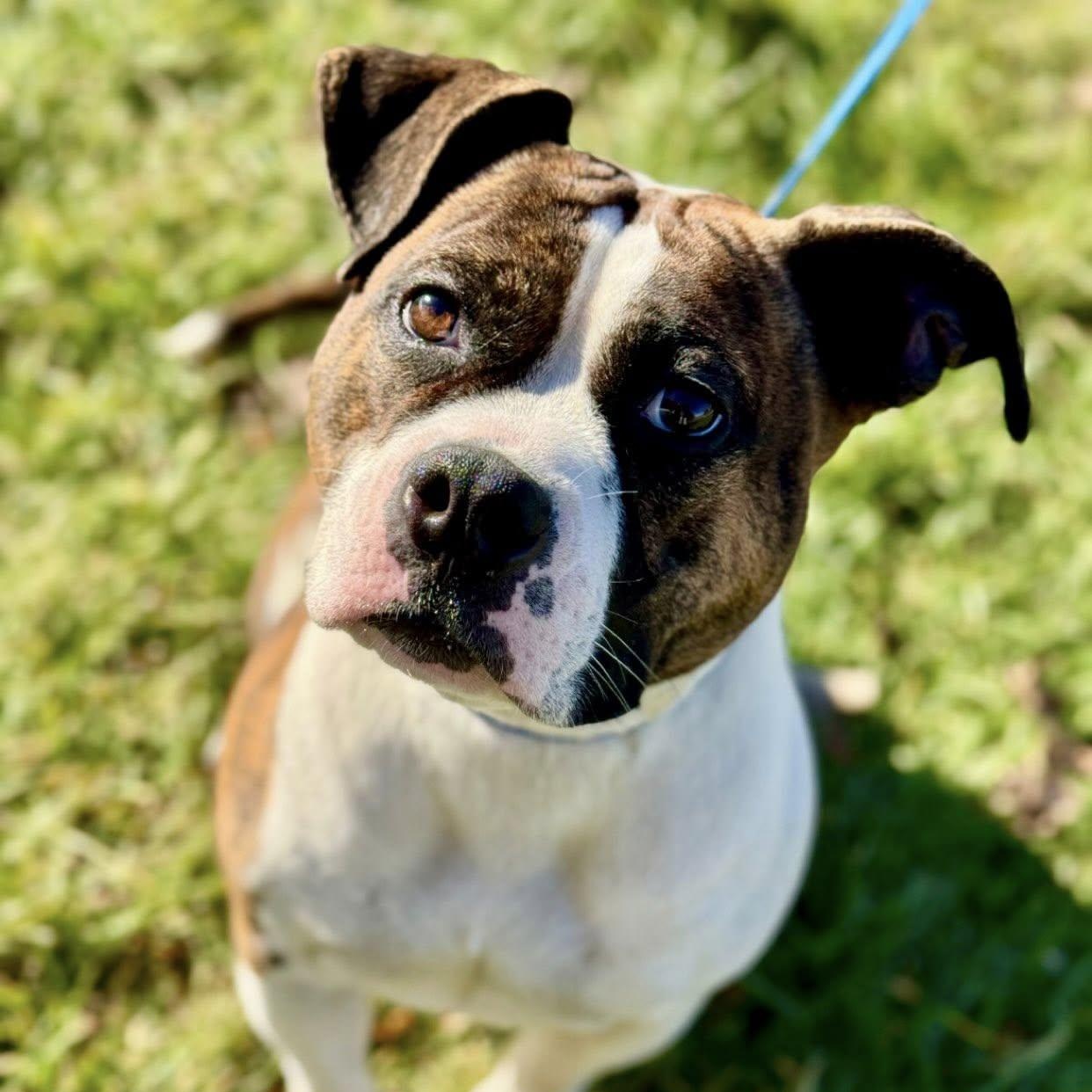 Betty, Adoptable, Adult Female Bulldog.