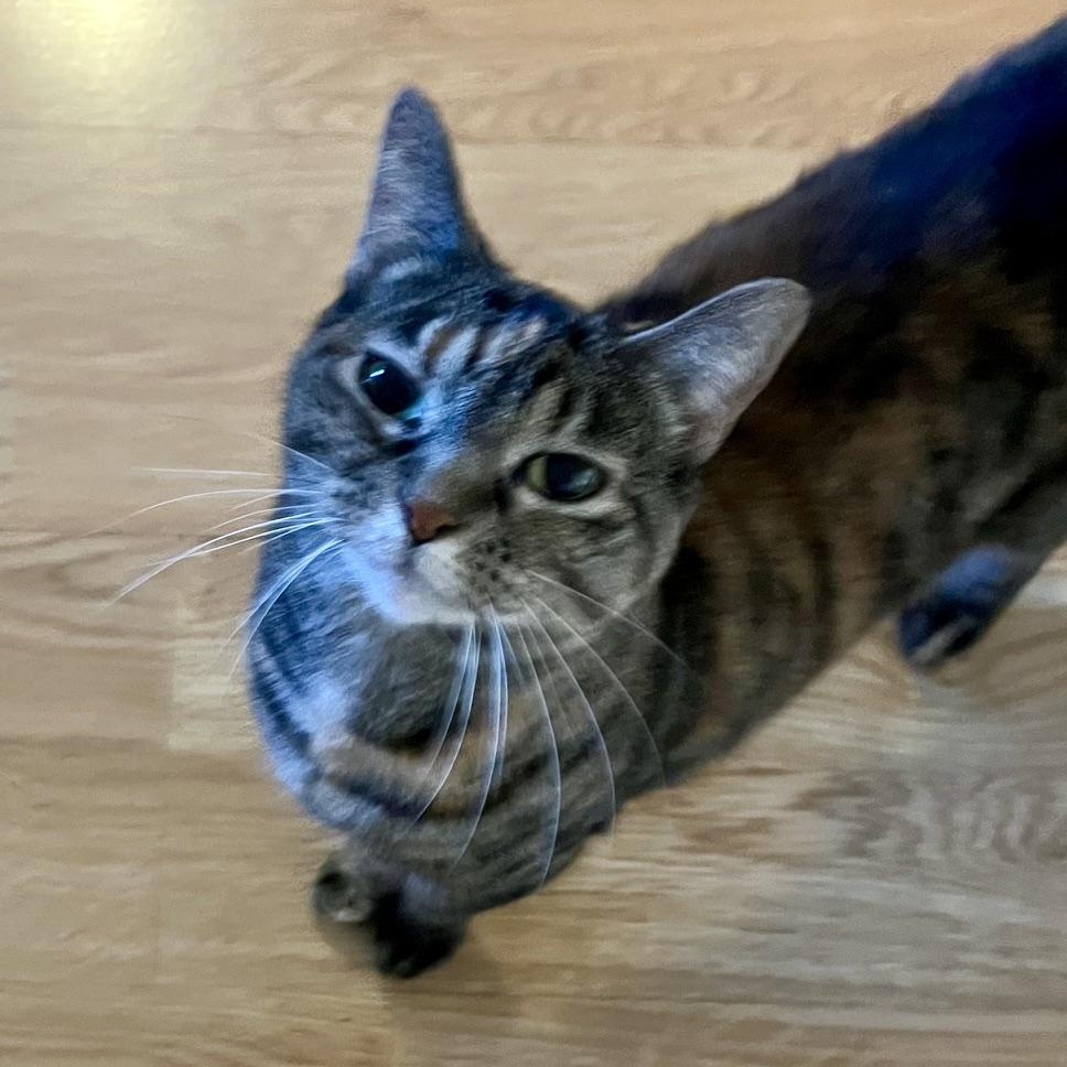 Enlarge Delilah, a ADOPTABLE Torbie in Memphis, TN image 2/4