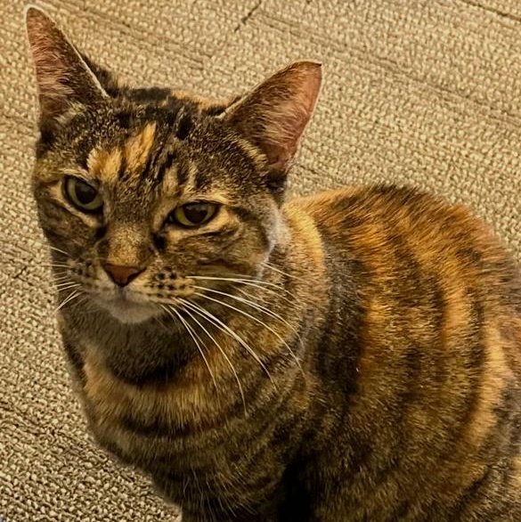 Enlarge Delilah, a ADOPTABLE Torbie in Memphis, TN image 1/4