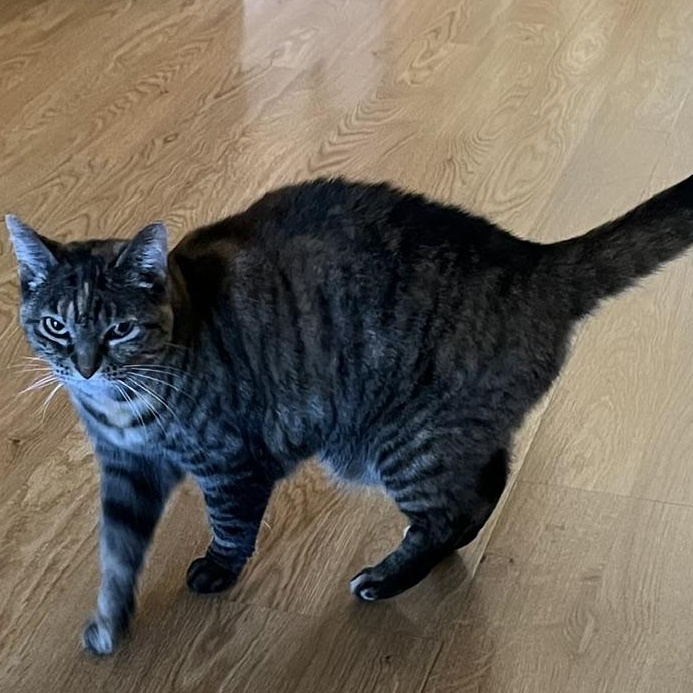 Enlarge Delilah, a ADOPTABLE Torbie in Memphis, TN image 3/4
