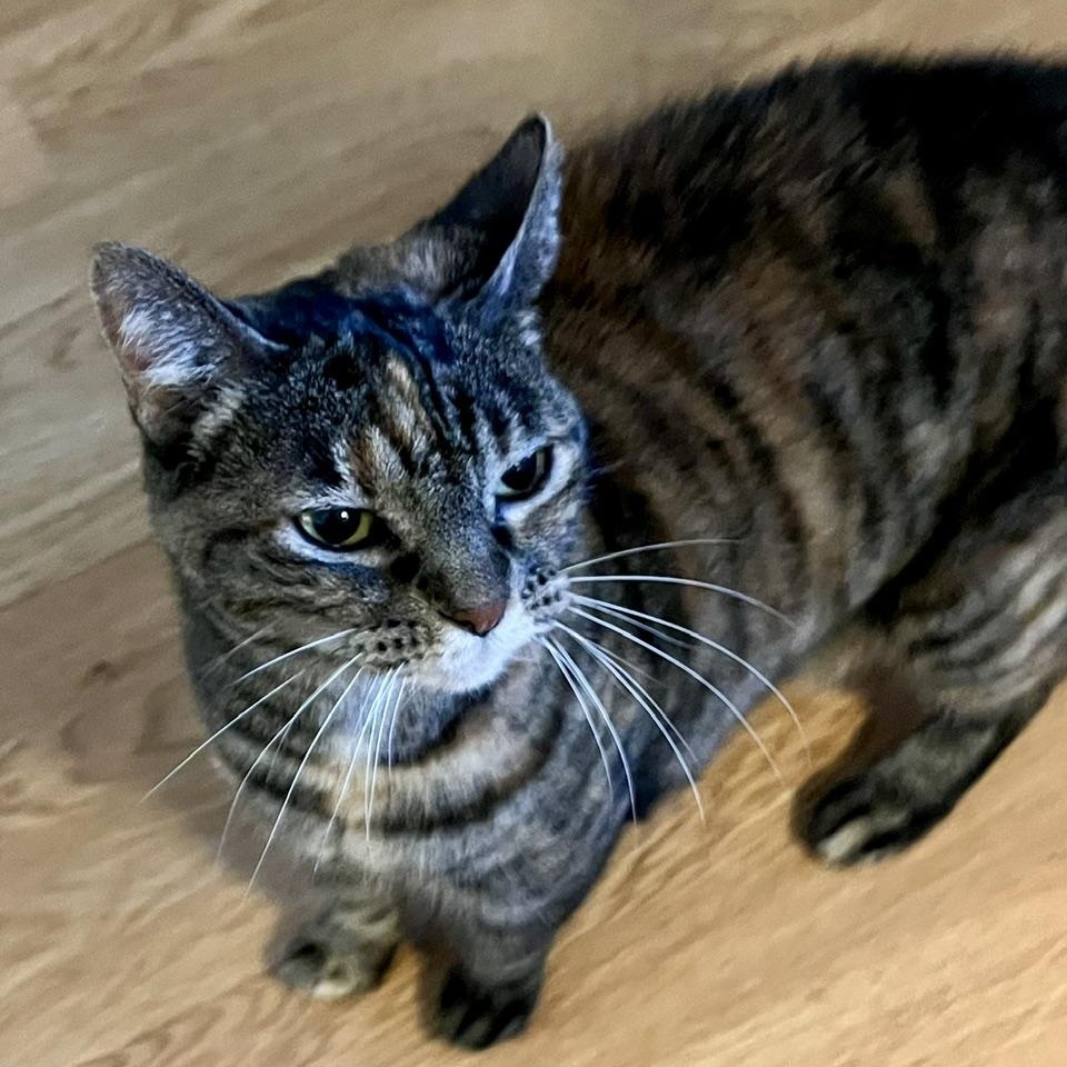 Enlarge Delilah, a ADOPTABLE Torbie in Memphis, TN image 4/4