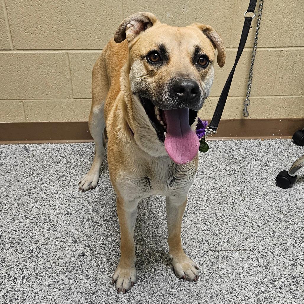 Luka, Adoptable, Adult Male Mixed Breed.