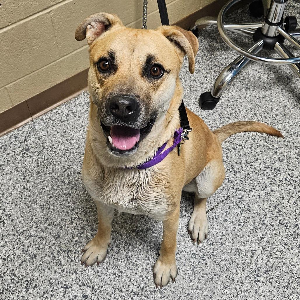 Enlarge Luka, a Adoptable Mixed Breed in Cheyenne, WY image 2/5