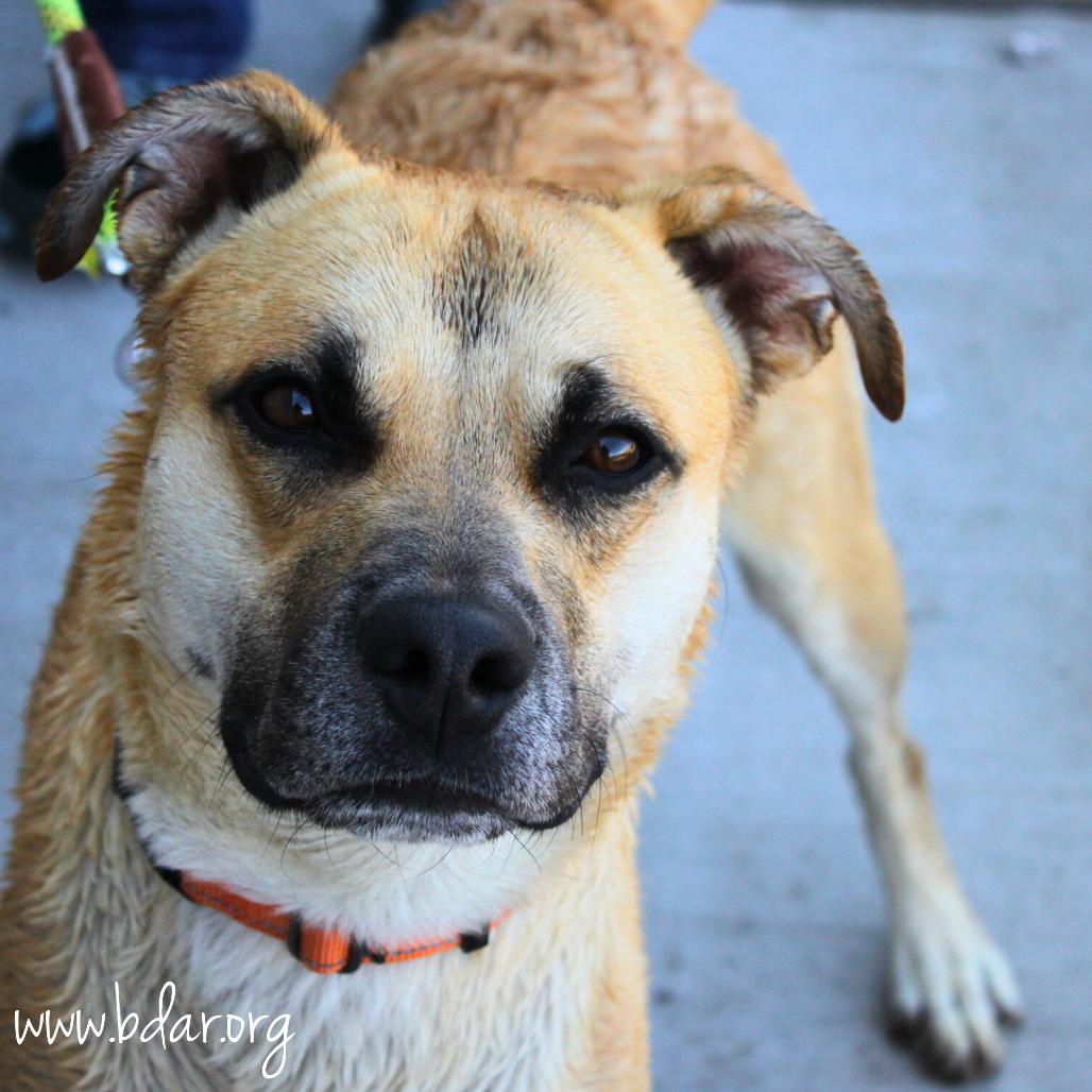 Enlarge Luka, a Adoptable Mixed Breed in Cheyenne, WY image 3/5