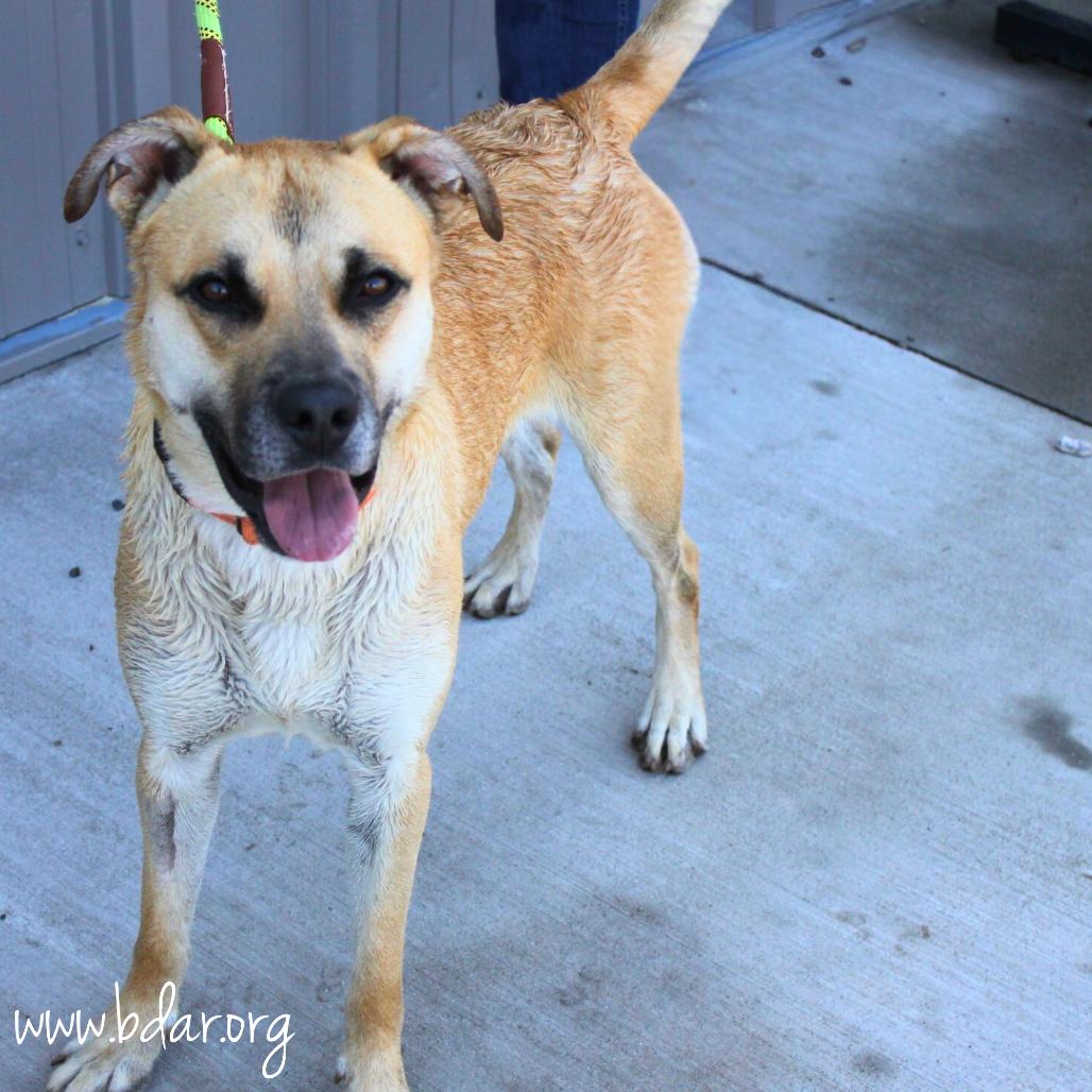Enlarge Luka, a Adoptable Mixed Breed in Cheyenne, WY image 4/5