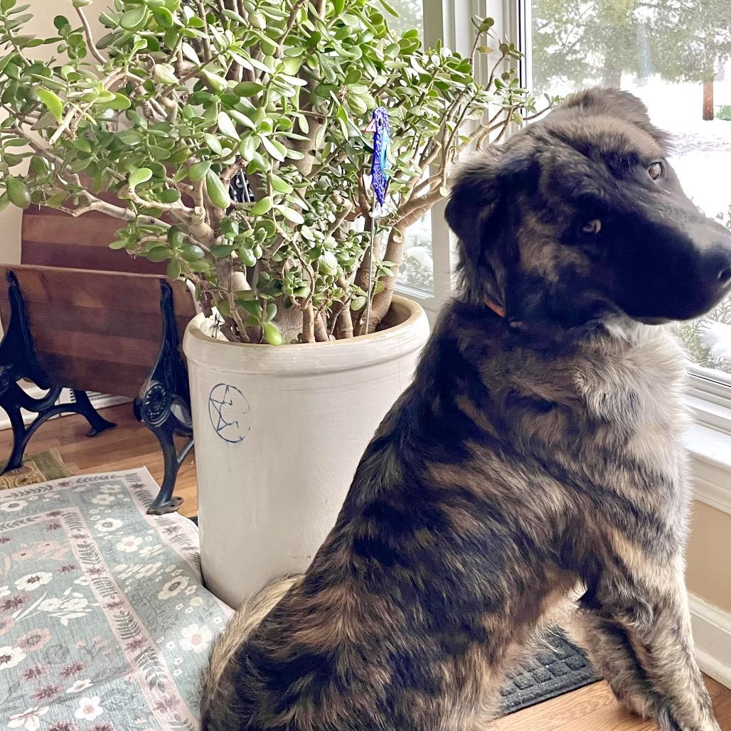 Rossi, Adoptable, Adult Male Mountain Cur & Mixed Breed.