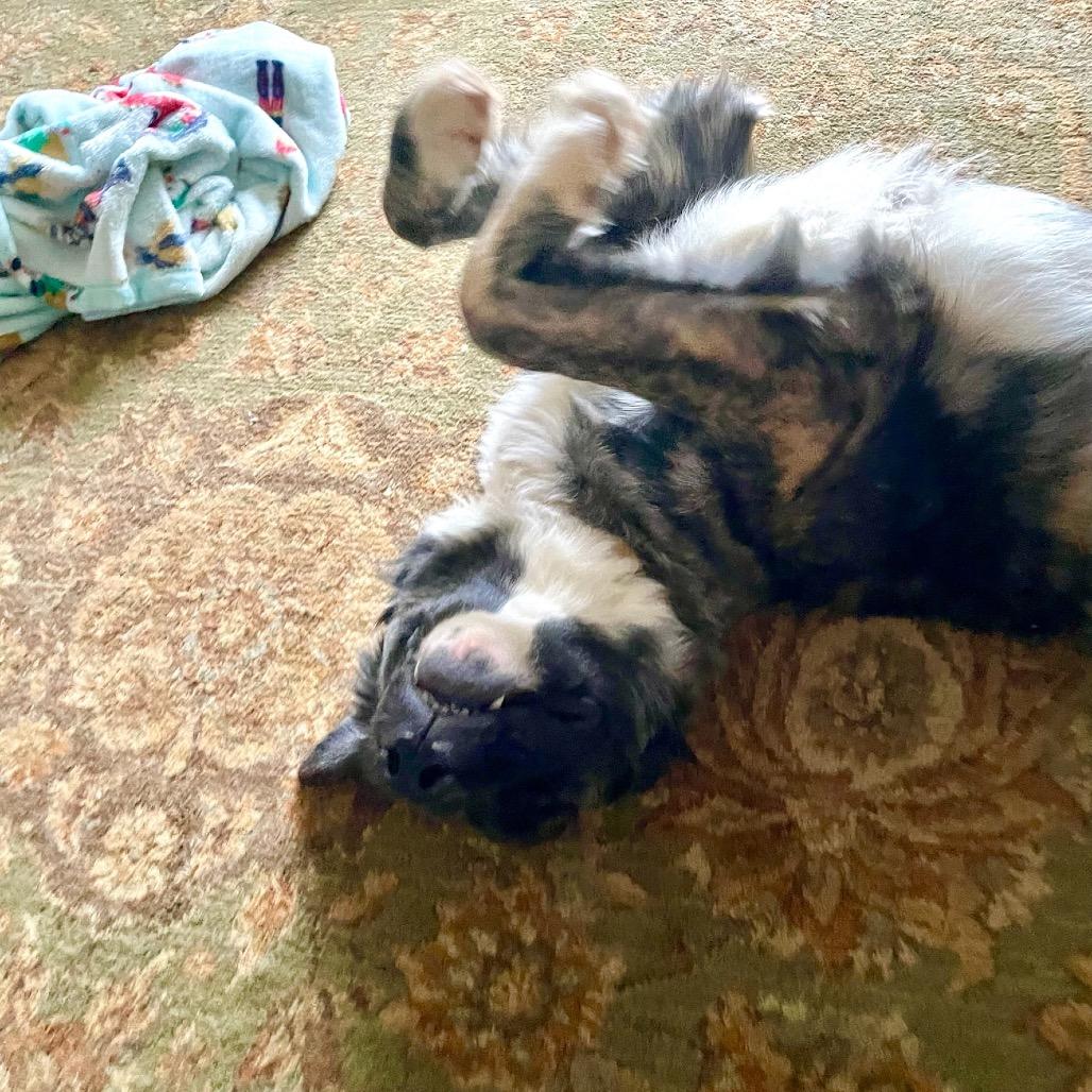 Rossi, a Adoptable mixed breed in Metamora, MI image 2/6