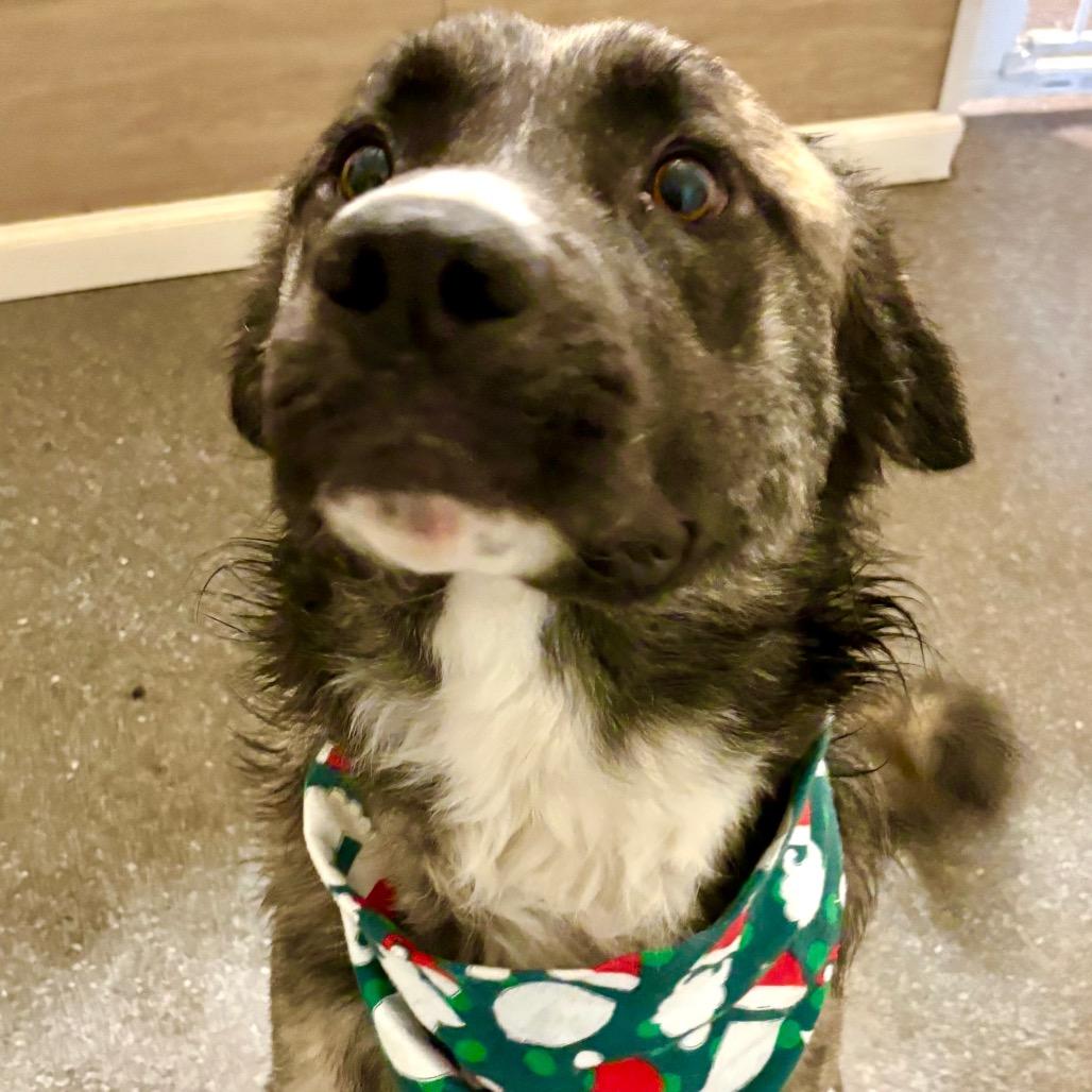 Enlarge Rossi, a Adoptable mixed breed in Metamora, MI image 1/6