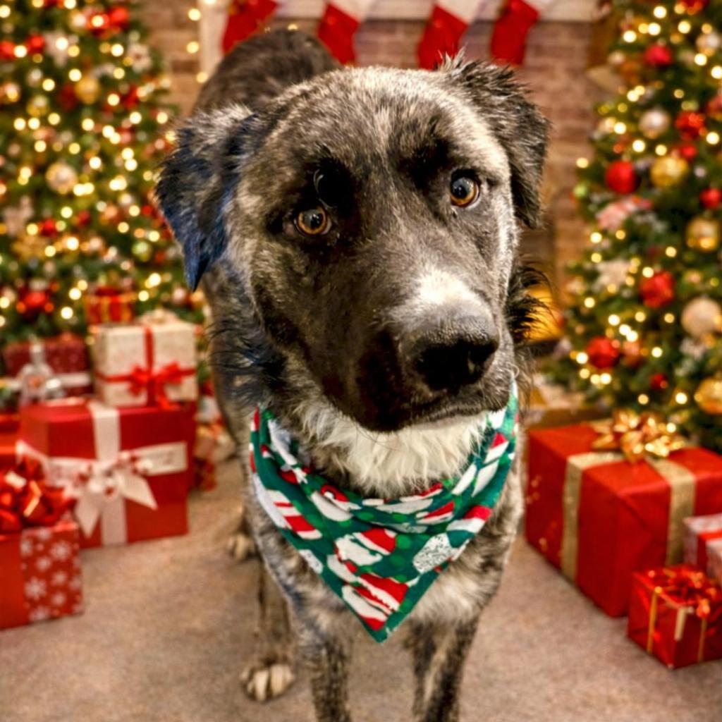 Enlarge Rossi, a Adoptable mixed breed in Metamora, MI image 2/6