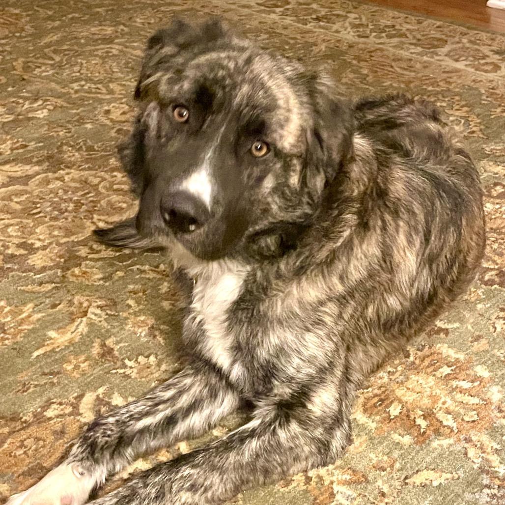 Rossi, a Adoptable mixed breed in Metamora, MI image 3/6