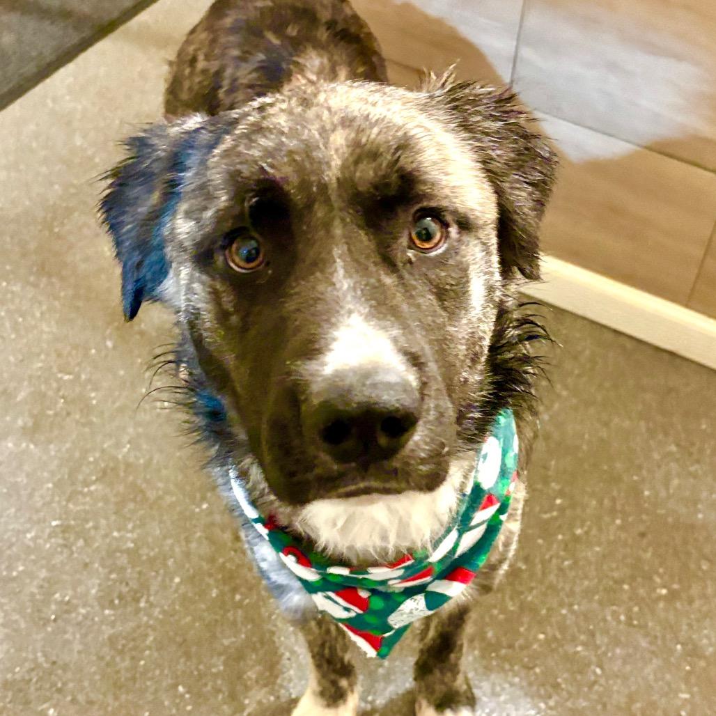 Enlarge Rossi, a Adoptable mixed breed in Metamora, MI image 3/6