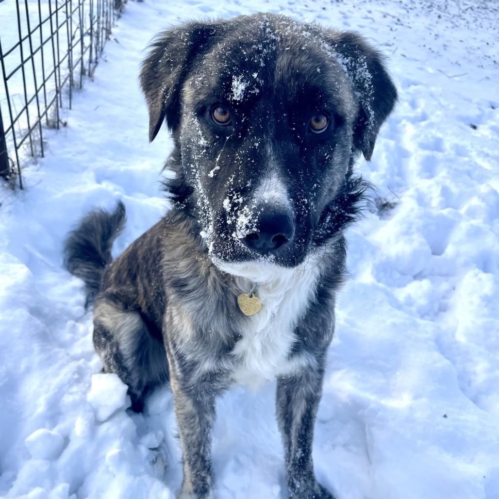Rossi, a Adoptable mixed breed in Metamora, MI image 4/6