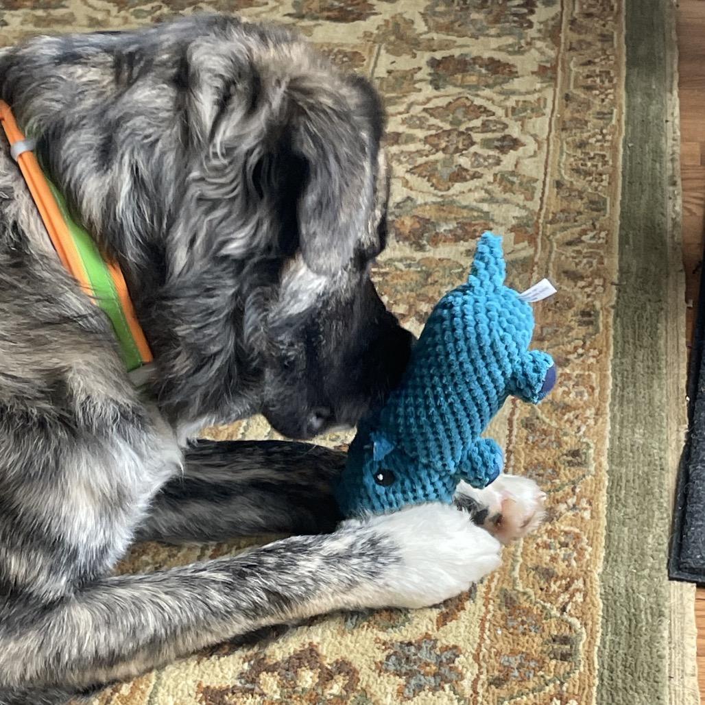 Rossi, a Adoptable mixed breed in Metamora, MI image 5/6