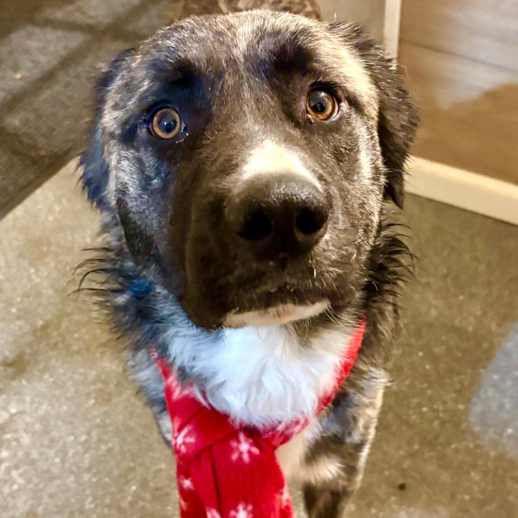 Enlarge Rossi, a Adoptable mixed breed in Metamora, MI image 4/6