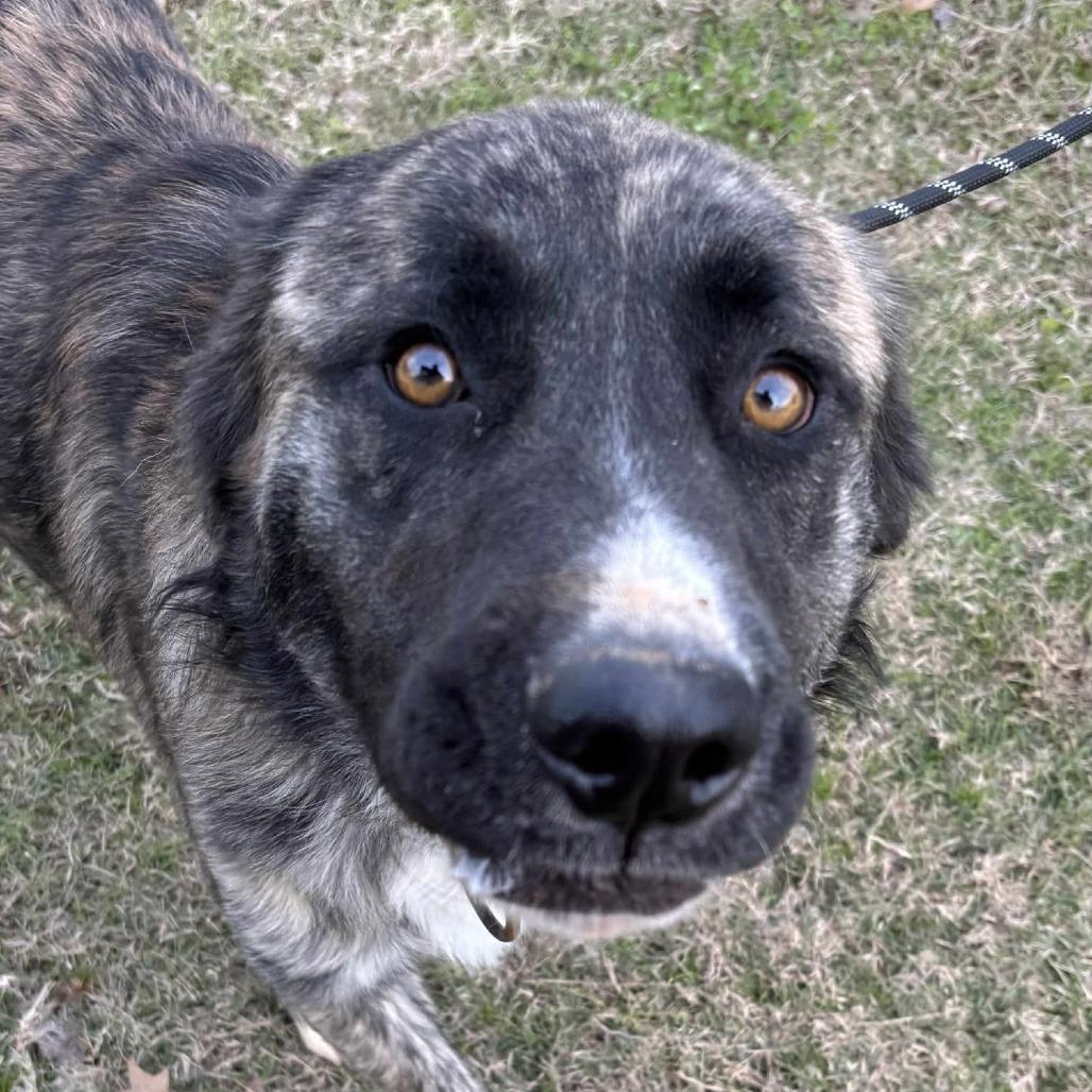 Enlarge Rossi, a Adoptable mixed breed in Metamora, MI image 5/6
