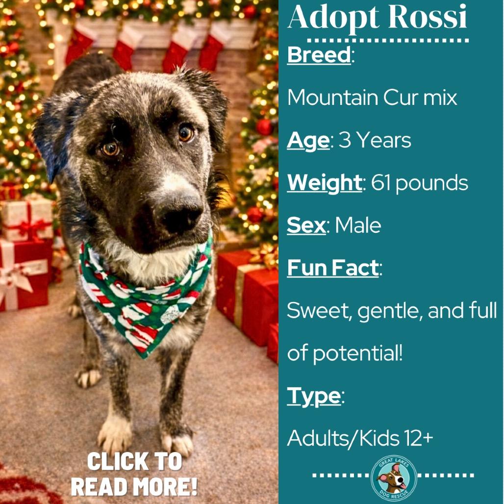 Enlarge Rossi, a Adoptable mixed breed in Metamora, MI image 6/6
