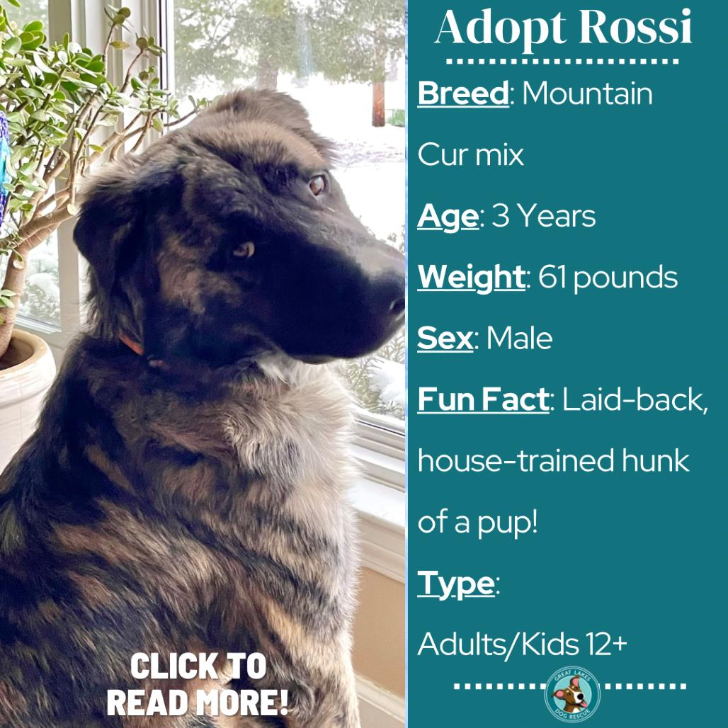 Rossi, a Adoptable mixed breed in Metamora, MI image 6/6