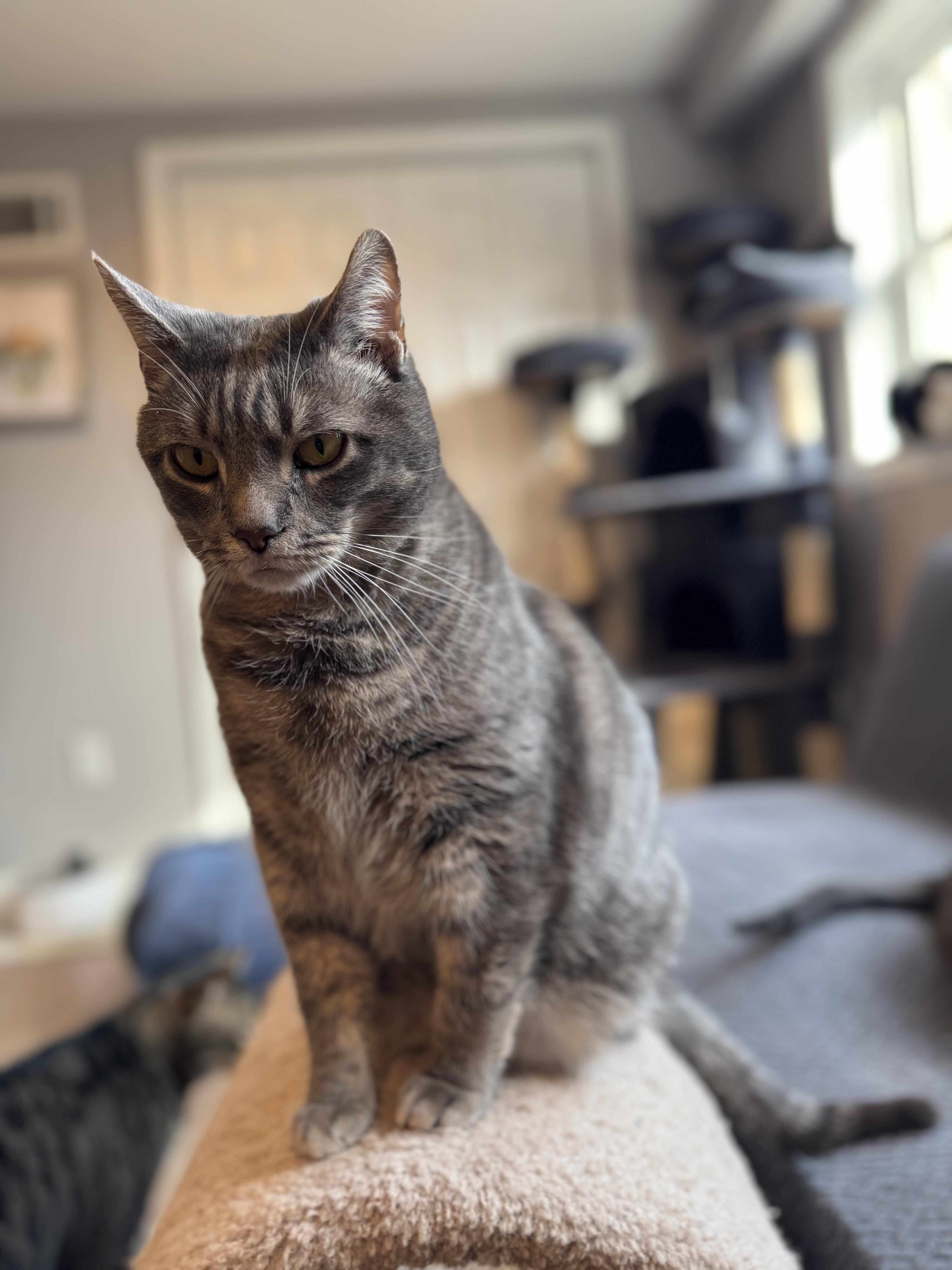 Enlarge Clark, a Adoptable Domestic Short Hair in Elverson, PA image 1/2