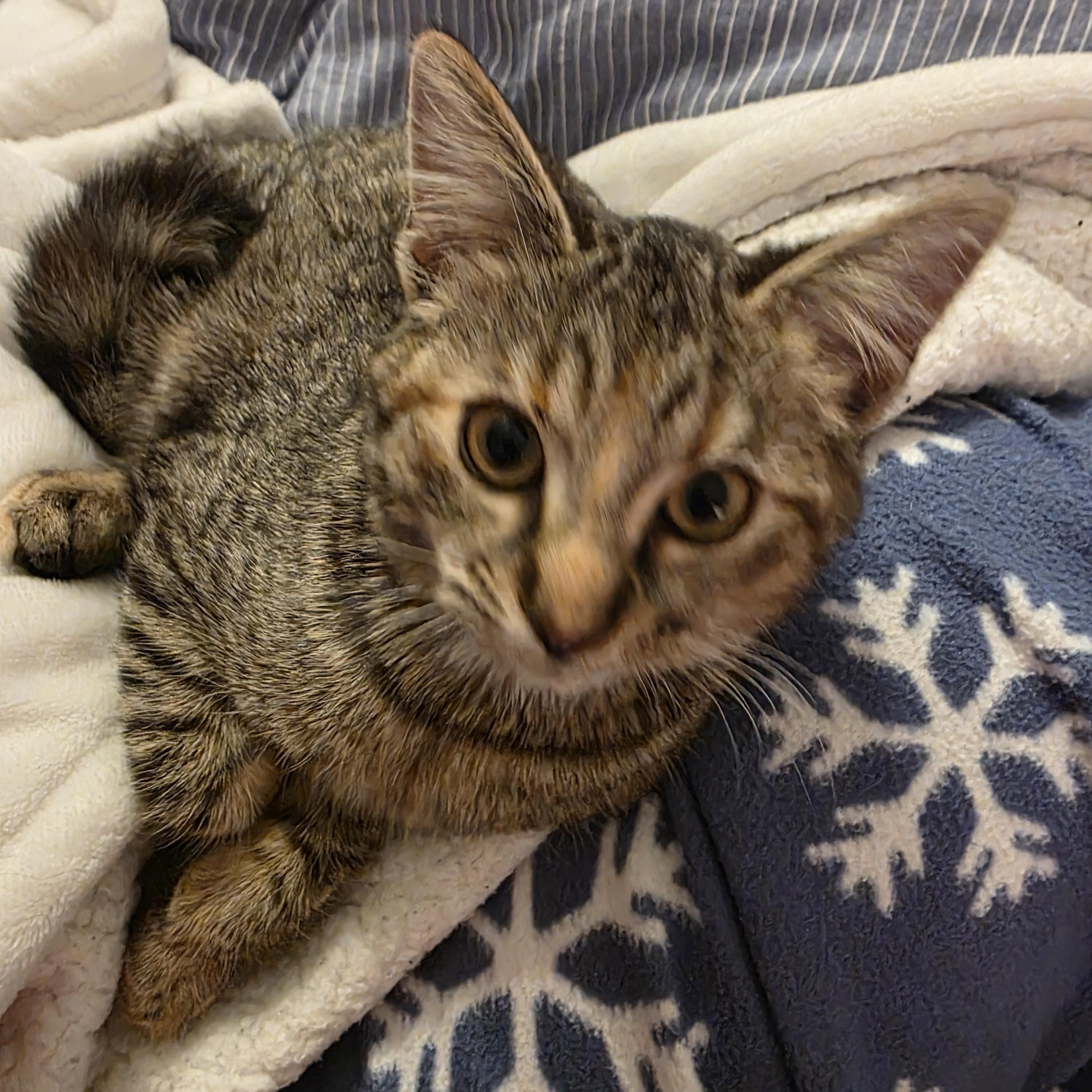 Hershey, a ADOPTABLE Domestic Short Hair in Ashland, VA image 1/2