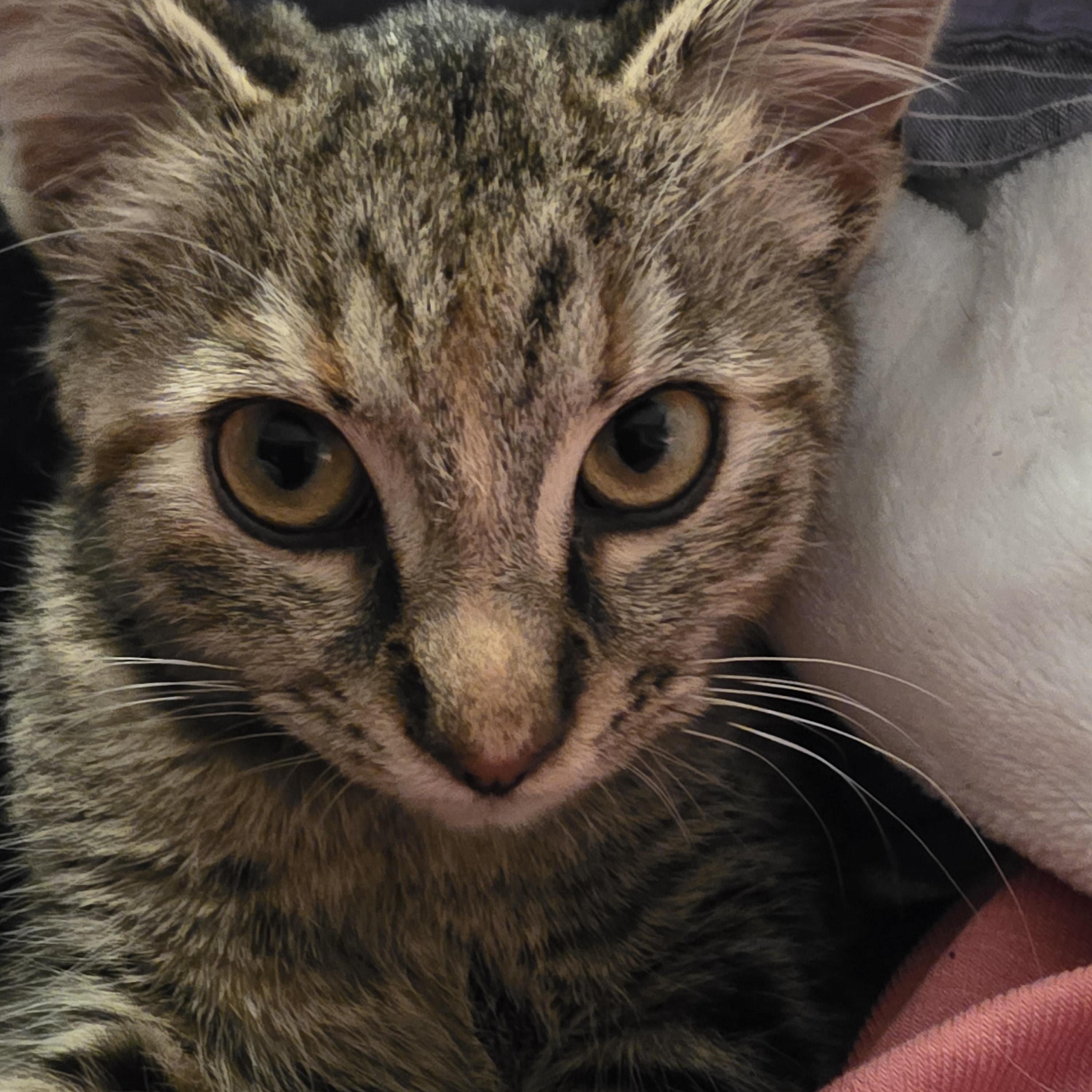 Hershey, a ADOPTABLE Domestic Short Hair in Ashland, VA image 2/2