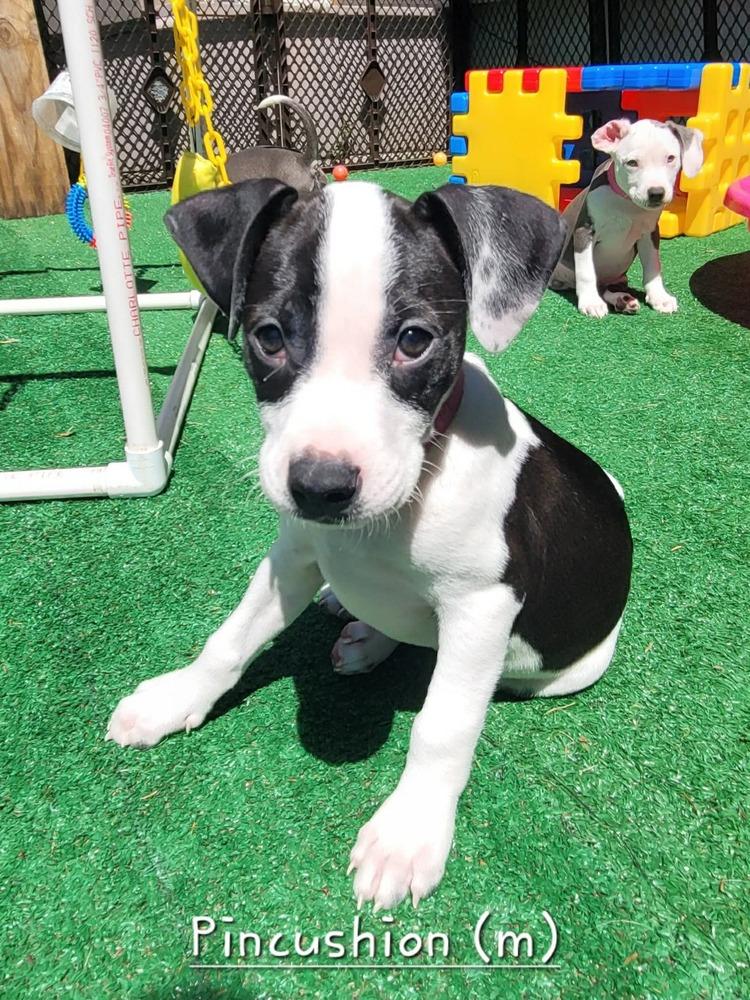 Enlarge Pincushion (Tiny 10 2026)  MALE, a Adoptable mixed breed in Wenonah, NJ image 1/1
