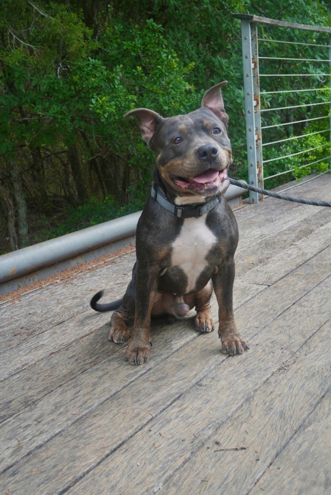Bulldogs for Adoption in Venetian Village, Illinois | Petfinder