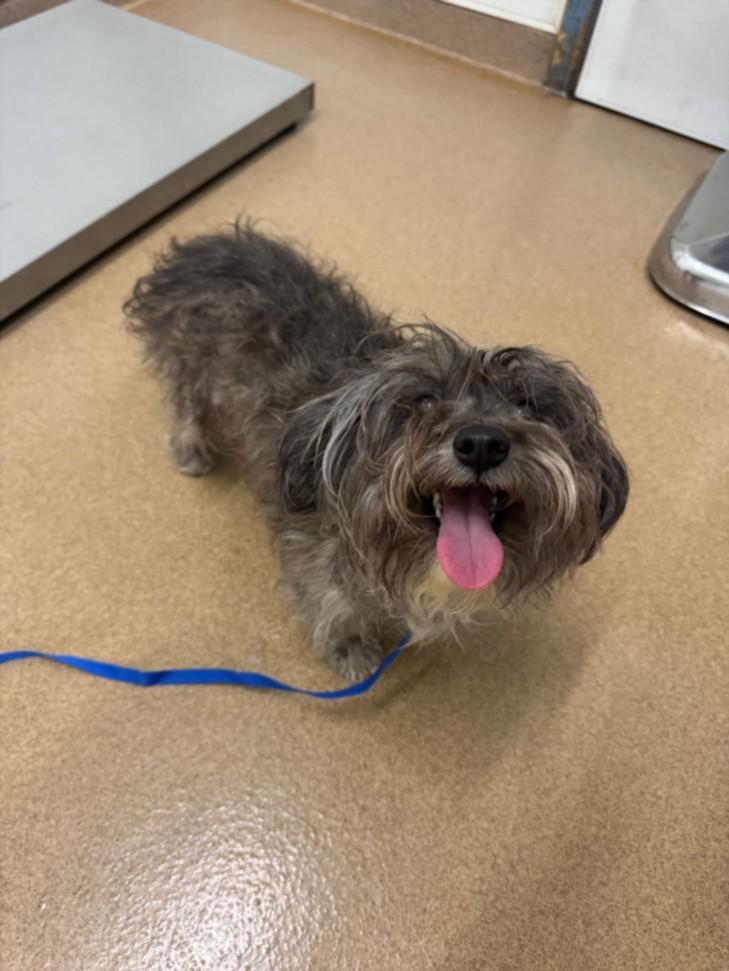 Enlarge OLIVE, a Adoptable mixed breed in Hayward, CA image 1/1