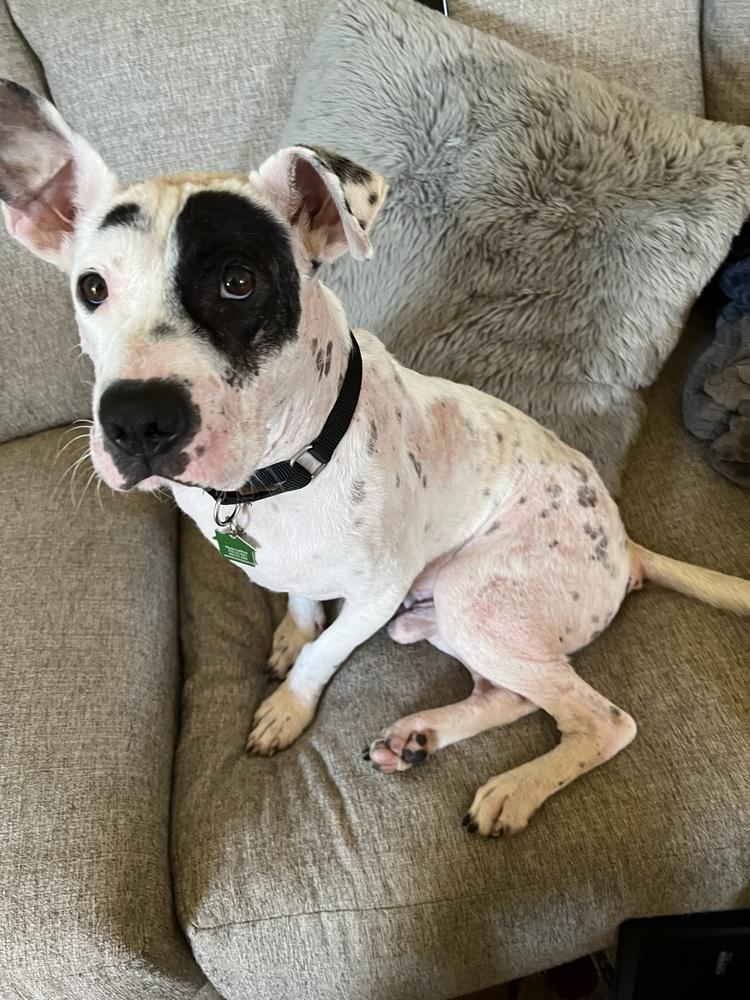 Felix 2, Adoptable, Adult Male Mixed Breed.